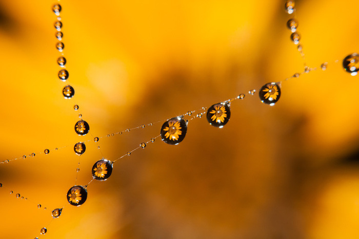 Them yeu va tran quy su song qua nhung tam anh macro-Hinh-4