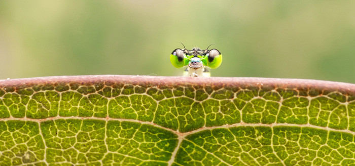 Them yeu va tran quy su song qua nhung tam anh macro