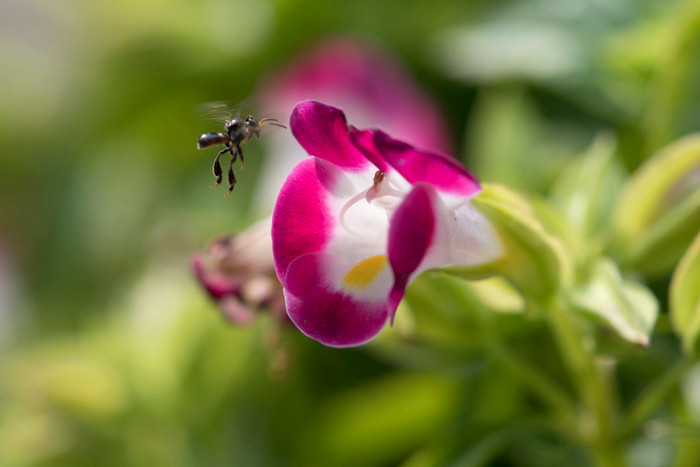 Them yeu va tran quy su song qua nhung tam anh macro-Hinh-2