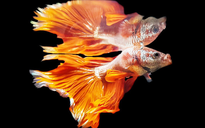 Them yeu va tran quy su song qua nhung tam anh macro-Hinh-8