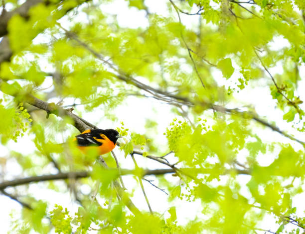 Sinh vao ngay Am lich nay, sau 40 tuoi tien tai du da-Hinh-2