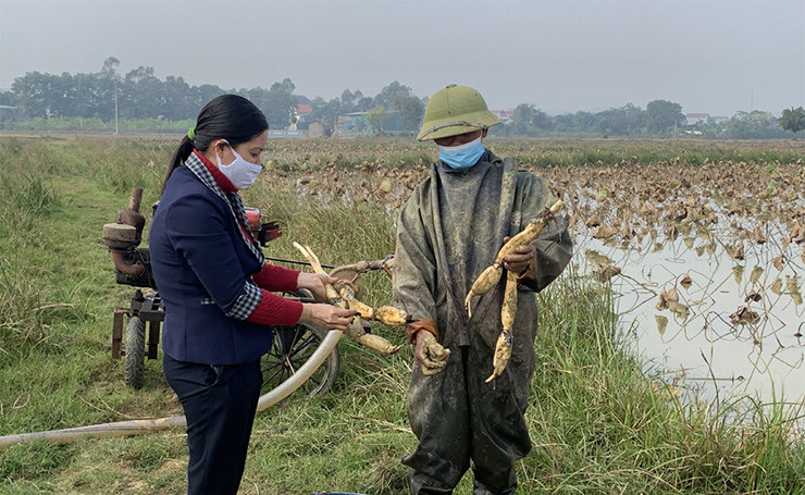Ông Nguyễn Thế Anh (huyện Nho Quan, Ninh Bình) cho biết kỹ thuật trồng loại sen Nhật lấy củ này không khó, cũng không cần cầu kỳ.