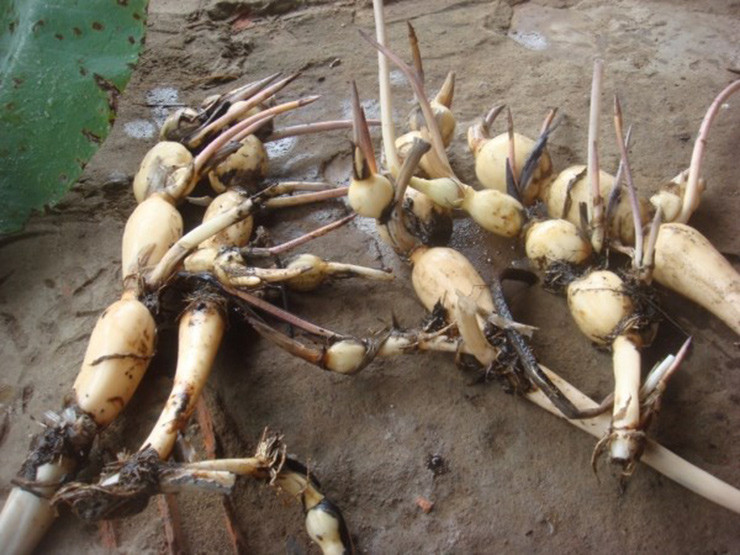 Trên diện tích hàng chục mẫu của gia đình và thuê mượn thêm của người dân, mỗi ngày, ông thu hoạch được khoảng 400-500kg củ sen, bán cho thương lái với giá trung bình 25 nghìn đồng/kg.