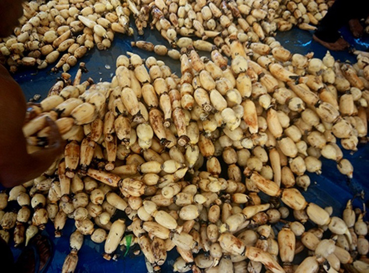 Giống cho củ sen thường phần rễ có 3-4 đoạn kéo dài giống khoanh xúc xích