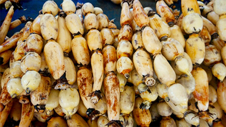 Sen cho thu hoạch 10 tấn củ/ha, cho thu nhập khoảng 250 triệu đồng/ha, trừ các chi phí còn lãi khoảng 1 nửa, cao gấp 5-6 lần so với trồng lúa.