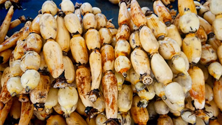 Sen cho thu hoạch 10 tấn củ/ha, cho thu nhập khoảng 250 triệu đồng/ha, trừ các chi phí còn lãi khoảng 1 nửa, cao gấp 5-6 lần so với trồng lúa.