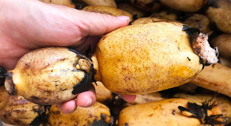 Chị Nguyễn Thị Thanh Vân (ấp Tân Hiệp, xã Long Tân, huyện Đất Đỏ, Vũng Tàu) trông 1,5 sào sen củ. Vụ đầu tiên, sau 4 tháng sen đã cho thu hoạch củ, năng suất đạt được trên 800 kg