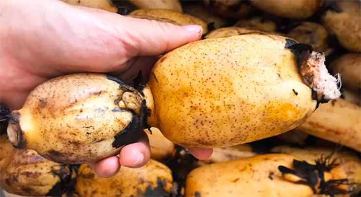 Chị Nguyễn Thị Thanh Vân (ấp Tân Hiệp, xã Long Tân, huyện Đất Đỏ, Vũng Tàu) trông 1,5 sào sen củ. Vụ đầu tiên, sau 4 tháng sen đã cho thu hoạch củ, năng suất đạt được trên 800 kg