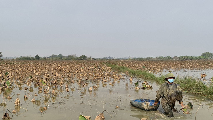 Theo ông Thế Anh, thường 4 tháng sẽ thu hoạch được, nhưng nếu để thời gian dài hơn một chút, lượng củ sẽ nhiều và chất lượng ngon hơn.
