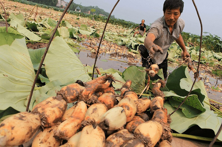 Giống sen Nhật này ít hoa, thường là hoa màu trắng.