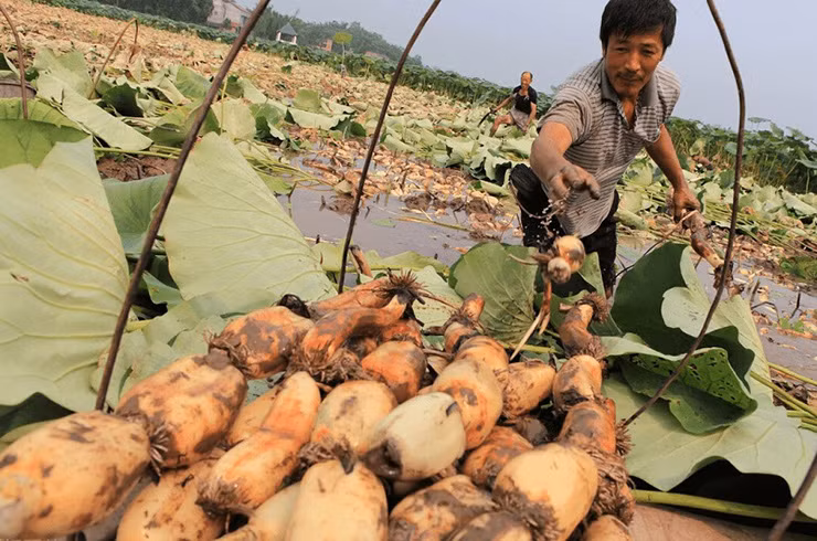 Giống sen Nhật này ít hoa, thường là hoa màu trắng.