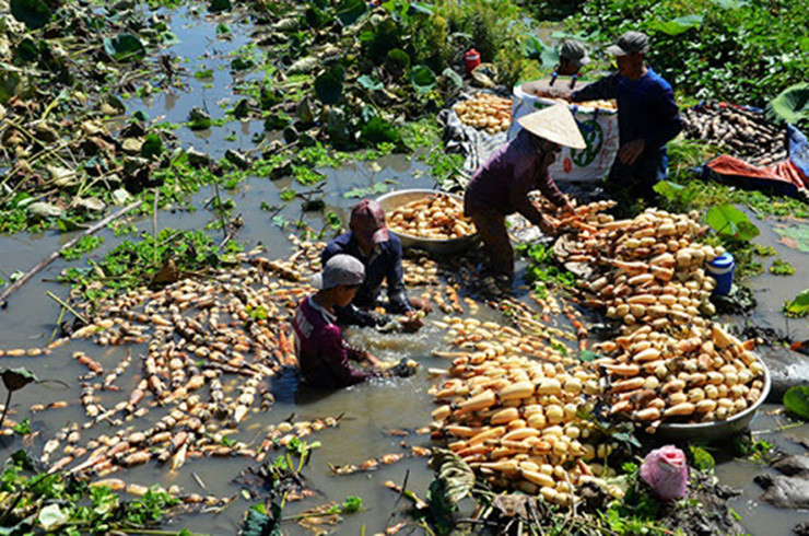 Củ sen sau khi thu hoạch, chị Vân bán ra thị trường với giá 40.000 đồng/kg. Sau khi trừ chi phí chị còn lời gần 30 triệu đồng