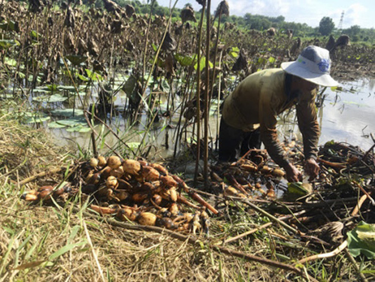 Theo chị Vân, sen dễ trồng, ít tốn công chăm sóc, khả năng chống chọi sâu bệnh cao, phù hợp vùng đất trũng thấp.