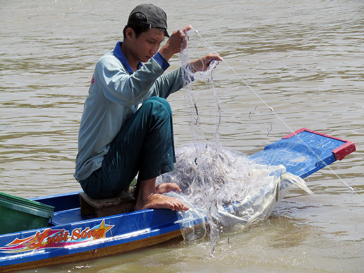 Theo ông On, giống cá mè vinh luôn "cháy hàng".