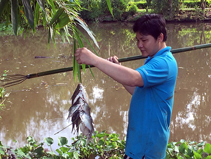Có thời điểm, cá mè vinh trong tự nhiên dần dà biến mất. Trong ao, dưới sông rất khó tìm thấy bóng dáng cá mè vinh.