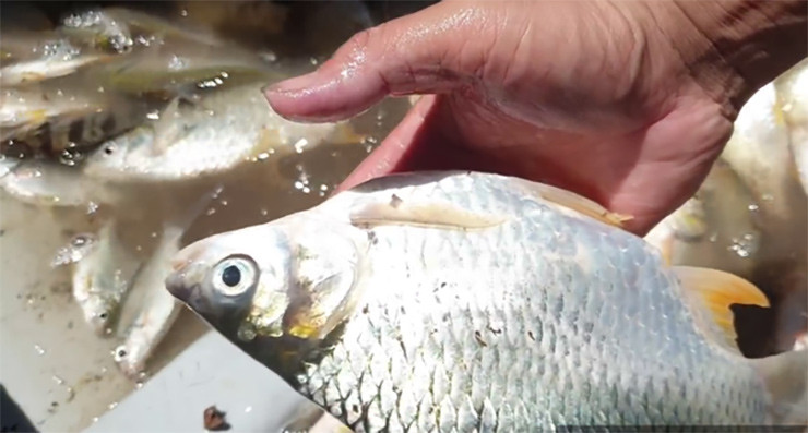 Một con cá mè vinh mẹ có thể tham gia sinh sản 4 – 5 lần/năm. Sức sinh sản của cá mè vinh dao động từ 200.000 – 300.000 trứng/kg.