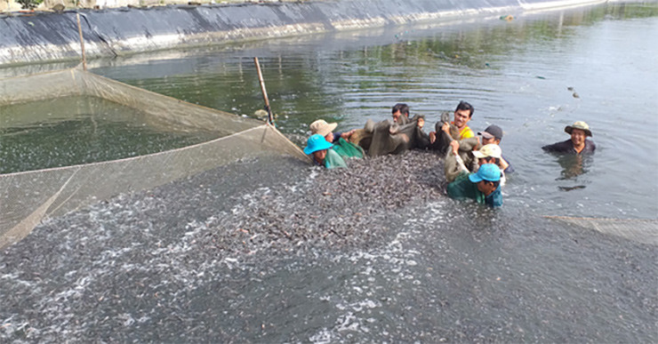 Theo ông On, cá mè vinh sinh sản lần đầu vào khoảng 1 năm tuổi. Ngoài tự nhiên, mùa vụ sinh sản của cá thường kéo dài từ tháng 5 – 9.