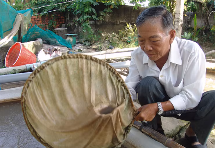 Trước tình hình sụt giảm của giống cá mè vinh, ông Âu Văn On, xã Hậu Mỹ Bắc, huyện Cái Bè, tỉnh Tiền Giang đã ươm nuôi giống cá này và được nhiều người biết đến.