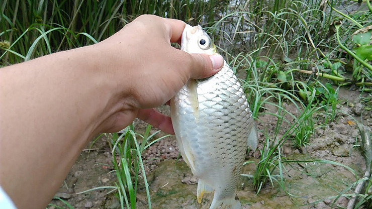 Giá bán cá mè vinh 180.000 đồng - 200.000 đồng/kg. Nếu một con nặng 4-5kg thì mức giá có thể lên đến tiền triệu.