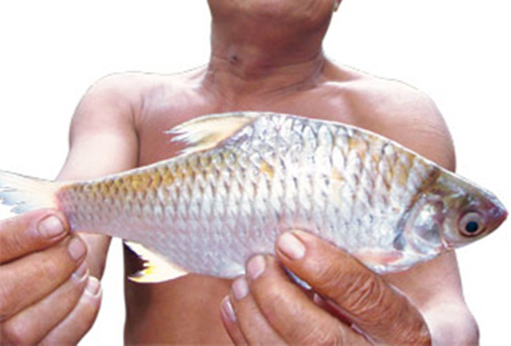 Loài cá này thuộc họ cá chép, vảy trắng, thịt ngọt, ăn rất béo nhưng nhiều xương hom