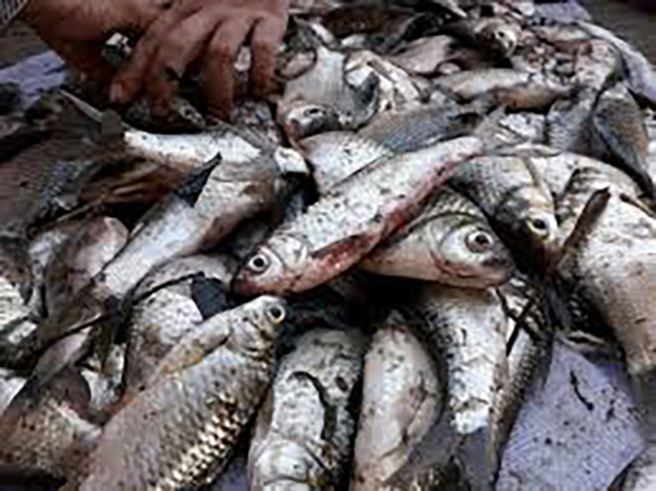 Thấy gia đình ông On đổi đời bằng nghề ươm cá mè vinh, một số bà con nông dân trong ấp bắt đầu học nghề.