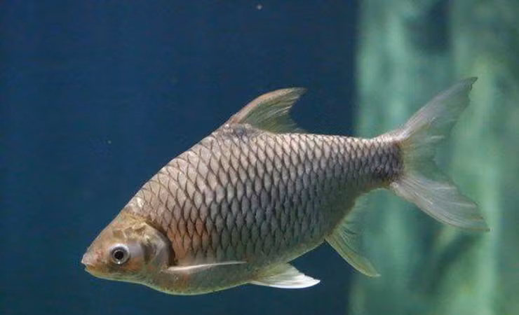  Cá mè vinh là một đặc sản nổi tiếng ở khu vực Đồng bằng Sông Cửu Long