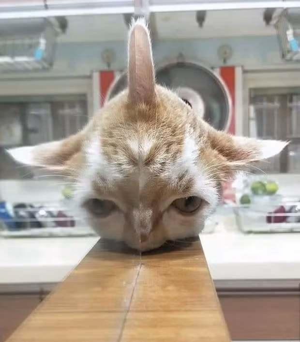 8. Con quái vật có sừng.