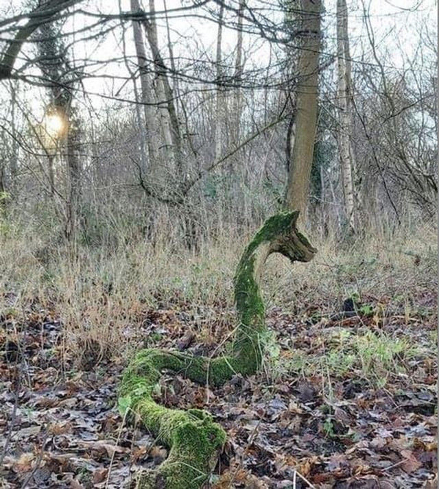 5. Con rắn quái dị gì đây nữa.