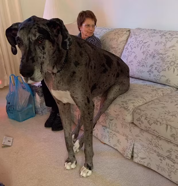 10. Chó gì to như khủng long thế?