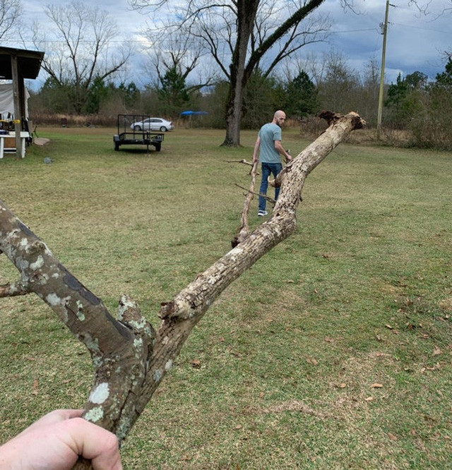 6. Cái cây to thế mà bê dễ không thôi.