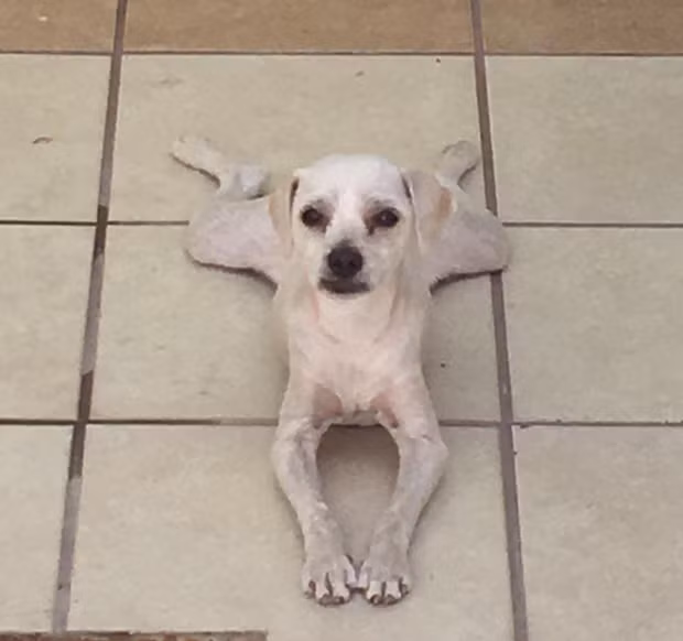 15. Con này tướng tá nằm trông có ghê không!