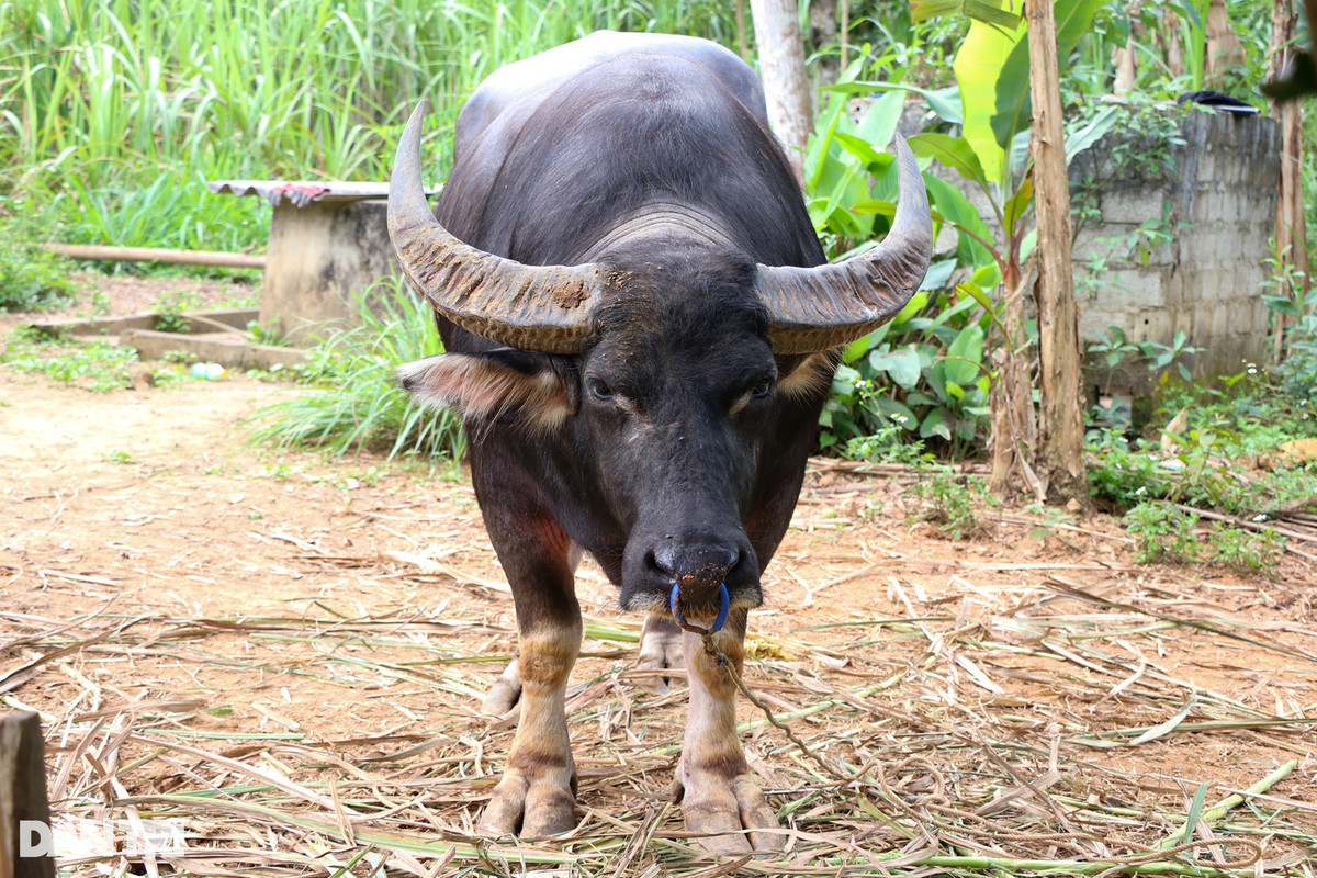 Lai buon tiet lo bi quyet luyen trau choi, ban hot bac-Hinh-4