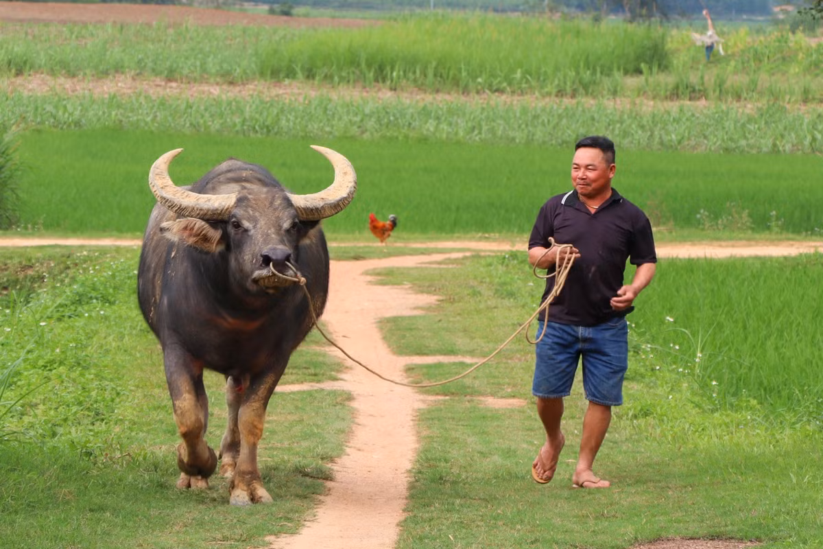 Lai buon tiet lo bi quyet luyen trau choi, ban hot bac