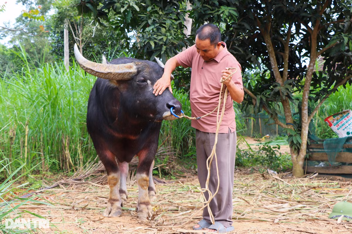 Lai buon tiet lo bi quyet luyen trau choi, ban hot bac-Hinh-2