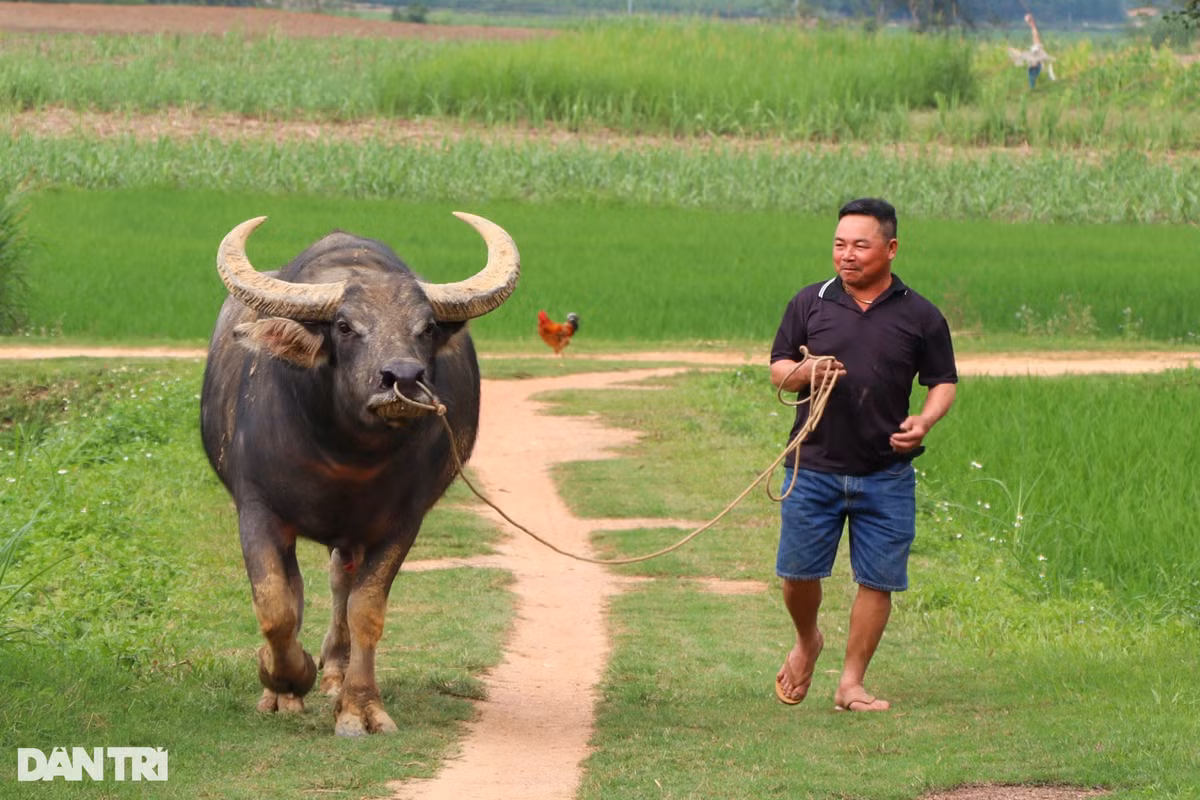 Lai buon tiet lo bi quyet luyen trau choi, ban hot bac-Hinh-8