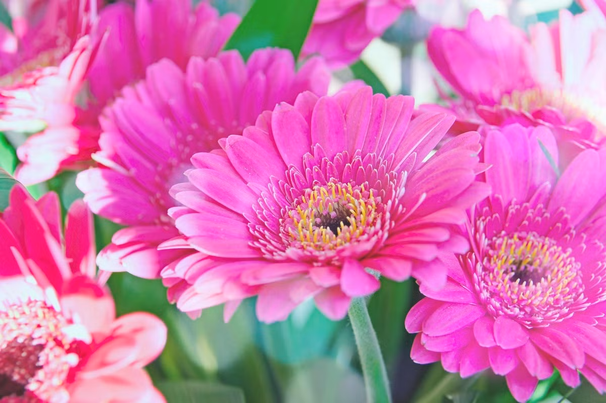 Nua dau nam 2024, 3 con giap buoc vao dai van, no ne tai loc-Hinh-3