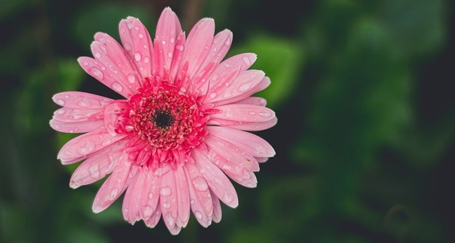 Nửa đầu năm 2024, 3 con giáp bước vào đại vận, no nê tài lộc - Hình 2 Nua dau nam 2024, 3 con giap buoc vao dai van, no ne tai loc-Hinh-2