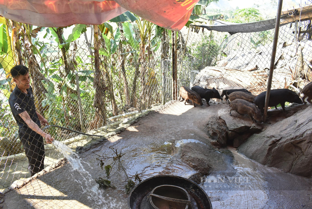 Nuôi lợn đen trong hốc đá ở Hòa Bình - Hình 3 Nuoi lon den trong hoc da o Hoa Binh-Hinh-3