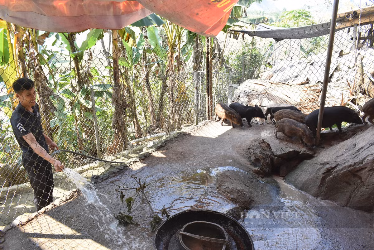 Nuoi lon den trong hoc da o Hoa Binh-Hinh-3