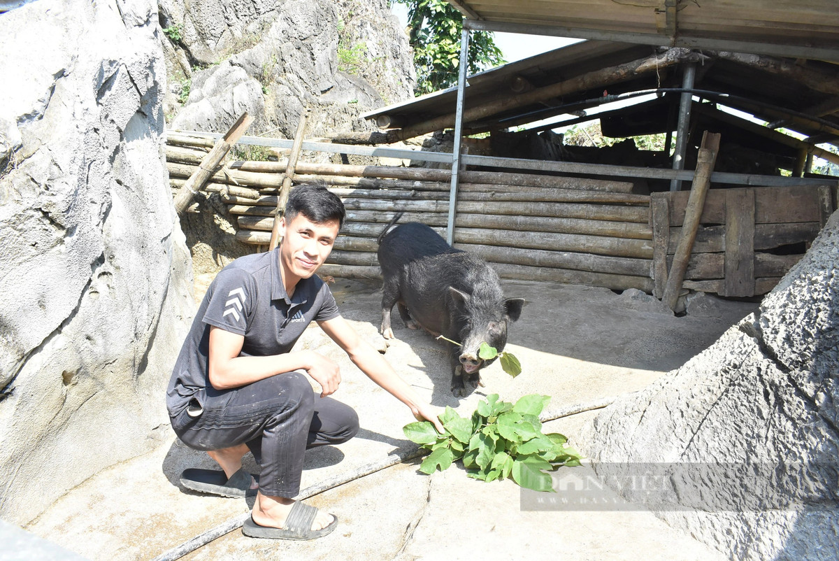Nuôi lợn đen trong hốc đá ở Hòa Bình Nuoi lon den trong hoc da o Hoa Binh