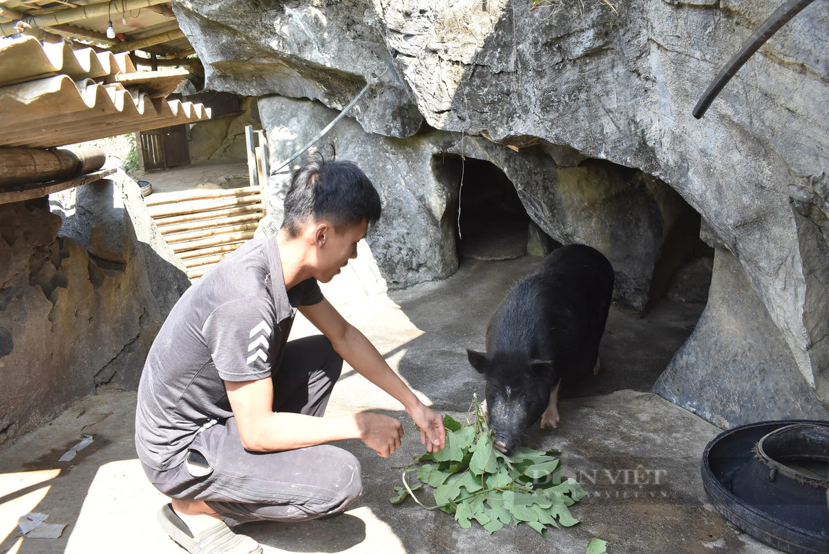 Nuôi lợn đen trong hốc đá ở Hòa Bình - Hình 4 Nuoi lon den trong hoc da o Hoa Binh-Hinh-4