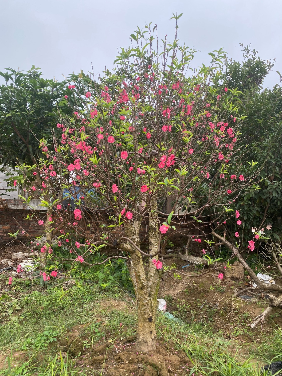 Bi mat phia sau nhung canh dao dang huyen gay sot-Hinh-2