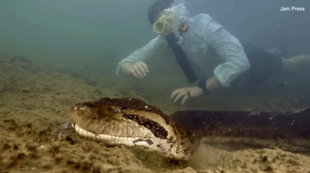 Cận cảnh loài trăn khổng lồ nhất thế giới Can canh loai tran khong lo nhat the gioi