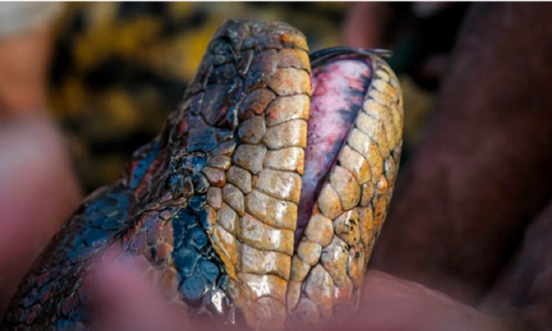 Cận cảnh loài trăn khổng lồ nhất thế giới - Hình 2 Can canh loai tran khong lo nhat the gioi-Hinh-2