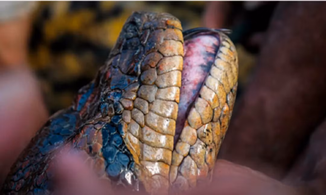 Can canh loai tran khong lo nhat the gioi-Hinh-2