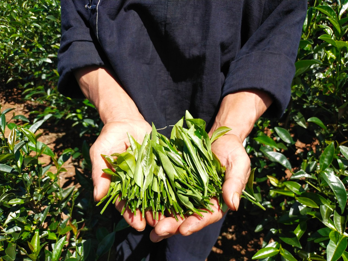 Doi che Lung Sau hap dan khach du lich-Hinh-2