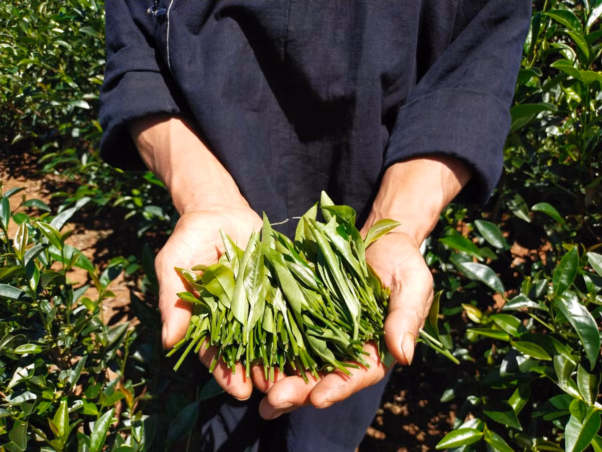 Doi che Lung Sau hap dan khach du lich-Hinh-2