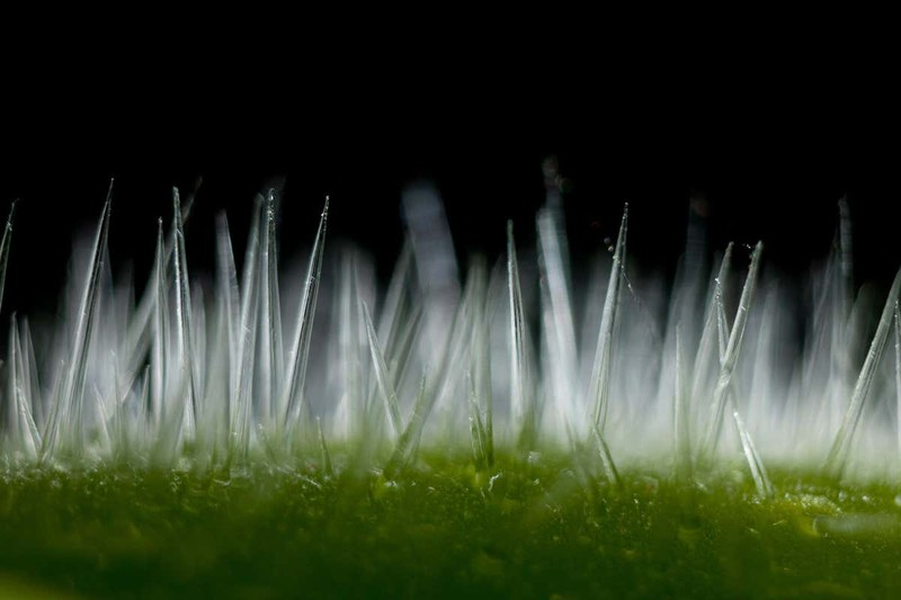 Những chiếc lông trên lá Gympie-gympie dường như ngay lập tức xâm nhập vào cơ thể, giải phóng độc tố thần kinh mạnh - moroidin - khiến bạn đau đớn tột độ.