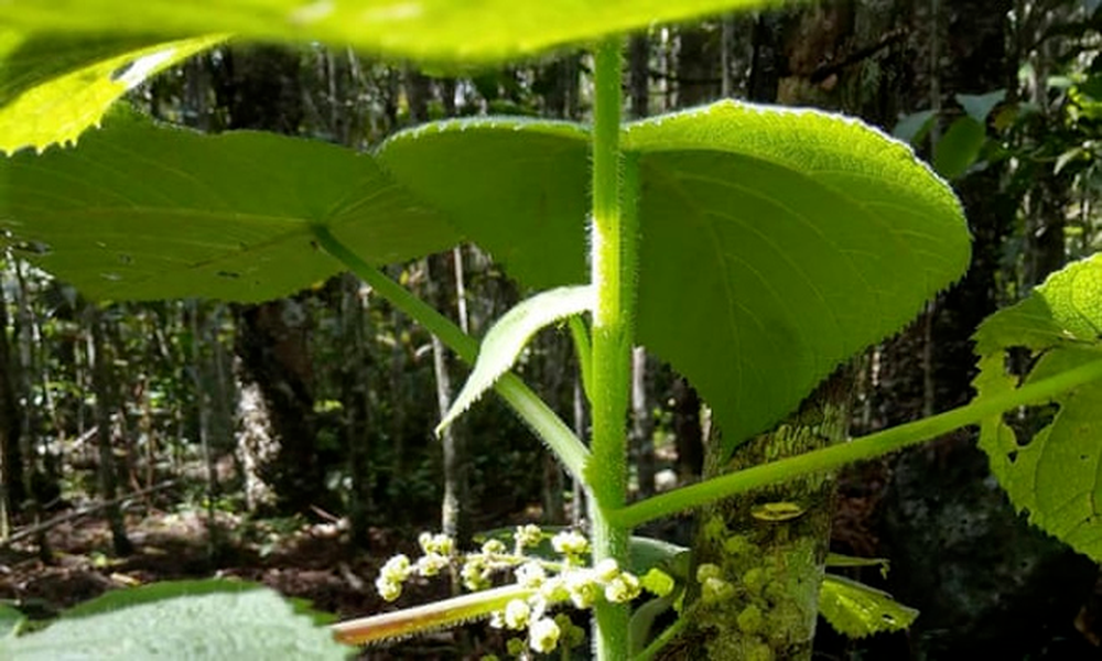 Bằng cách hiểu được cách thức hoạt động của chất độc này, các nhà nghiên cứu hy vọng giúp phát triển thuốc giảm đau, điều trị tốt hơn cho những người bị cây châm phải, để giảm bớt hoặc loại bỏ cơn đau.