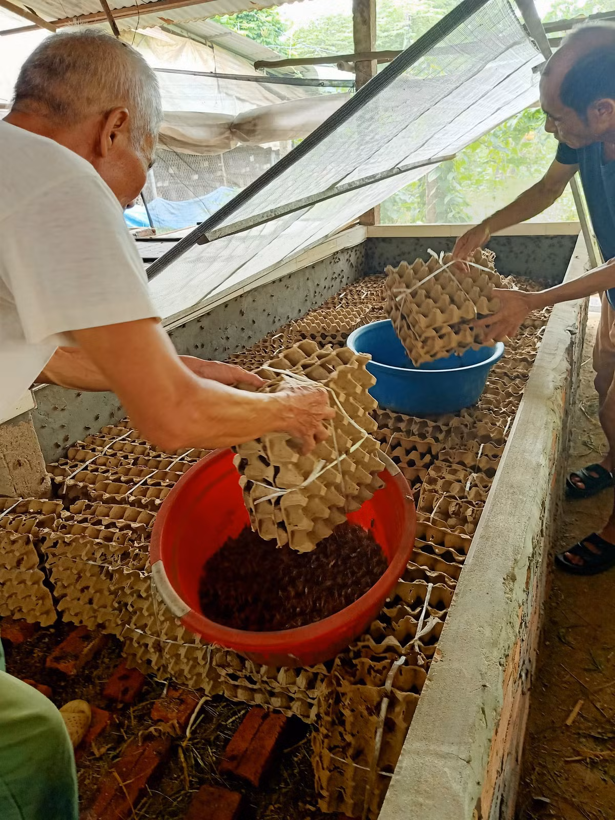 Ong dan Phu Tho nuoi de men thu lai cao-Hinh-2